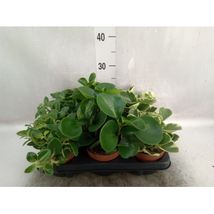 Peperomia   ...mix