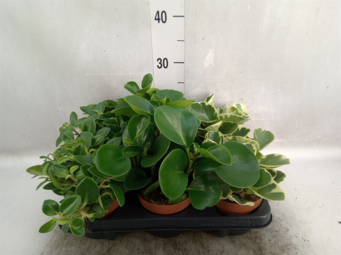 Peperomia   ...mix