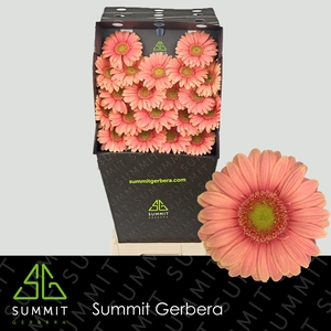 Germini Dora Diamond