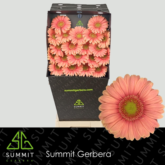 <h4>Germini Dora Diamond</h4>