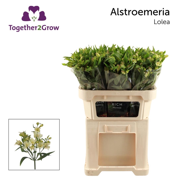 <h4>ALST FL LOLEA Rek</h4>