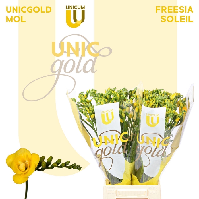 <h4>Freesia DU 'Soleil'</h4>