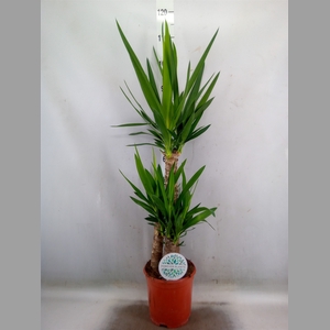 Yucca