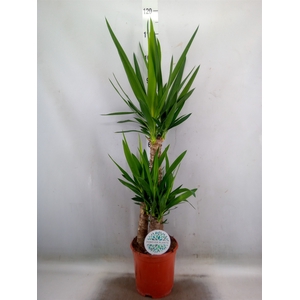 Yucca