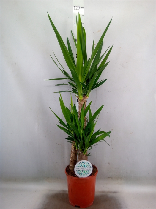 <h4>Yucca</h4>