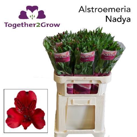 ALSTR NADYA