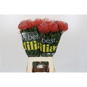 Nutans Scarlet Ribbon