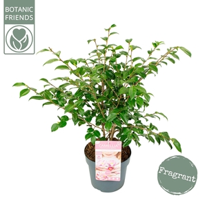 Camellia japonica