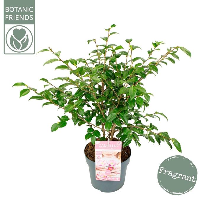 <h4>Camellia japonica</h4>