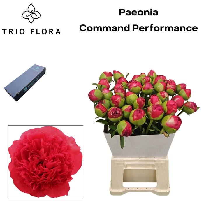 <h4>Paeonia Command Performance S Box</h4>