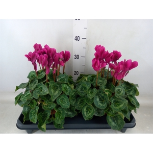 Cyclamen GR 'XL'