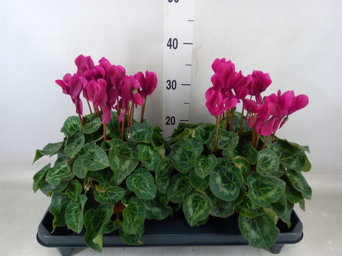 <h4>Cyclamen GR 'XL'</h4>
