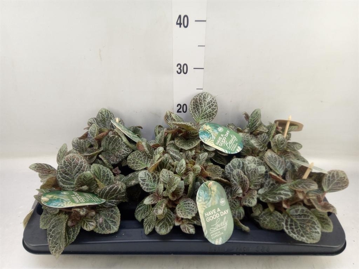 <h4>Episcia   ...</h4>