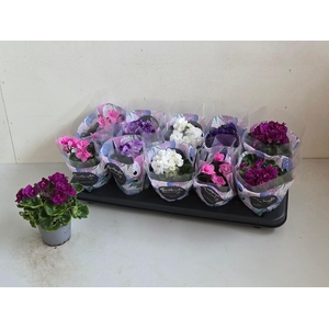 SAINTP IN ROCOCO GEM