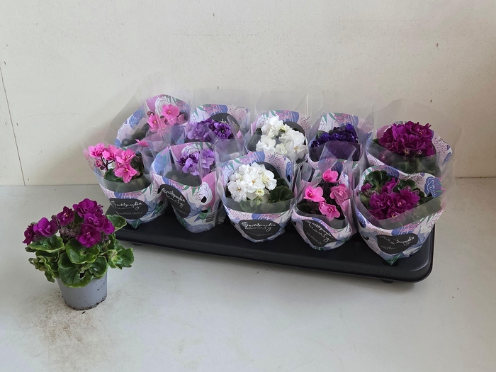 <h4>SAINTP IN ROCOCO GEM</h4>