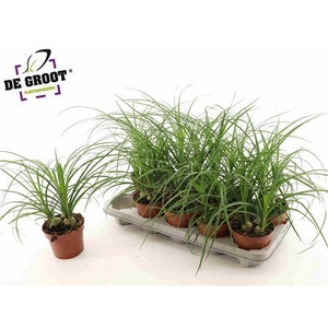 Beaucarnea Recur