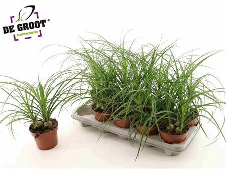 <h4>Beaucarnea Recur</h4>