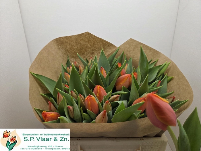 <h4>TU EN AD REM</h4>