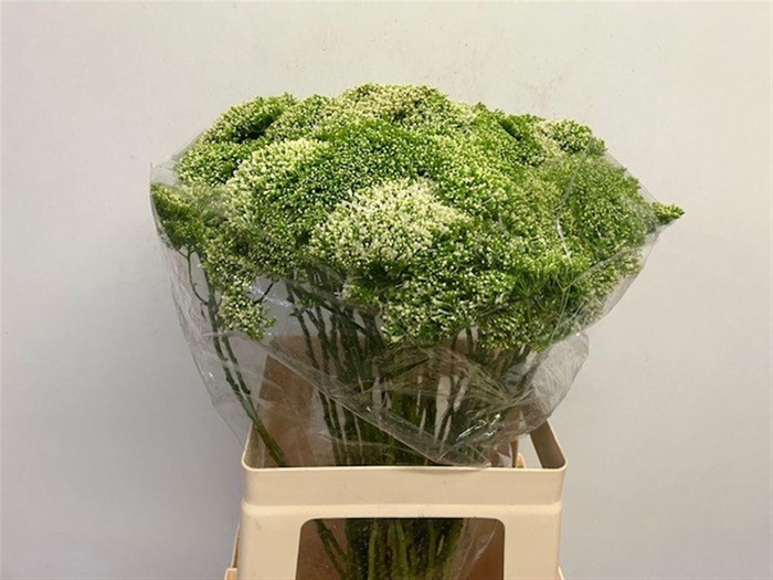 <h4>TRACH LAKE POWELL</h4>