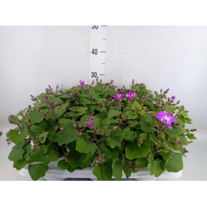 Pericallis cr. 'Senetti Magenta Bi'