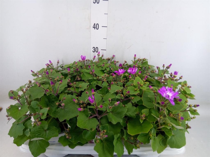 <h4>Pericallis cr. 'Senetti Magenta Bi'</h4>