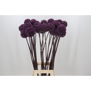Allium Summer Drummer