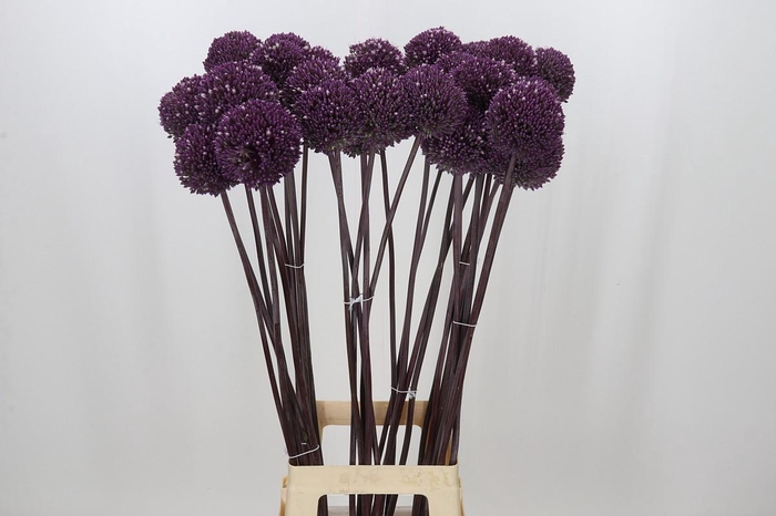 <h4>Allium Summer Drummer</h4>