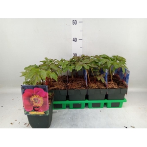 Paeonia lact.   ...mix