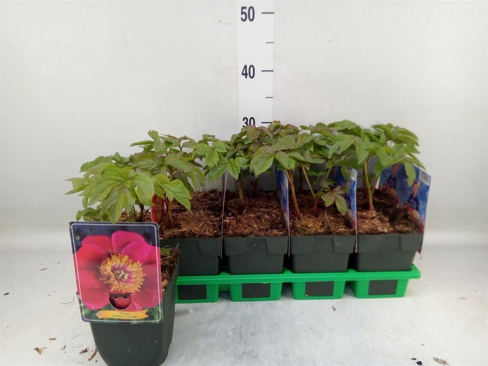 <h4>Paeonia lact.   ...mix</h4>