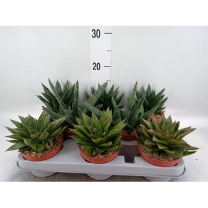 Aloe   ...mix