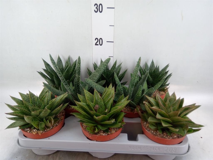 <h4>Aloe   ...mix</h4>