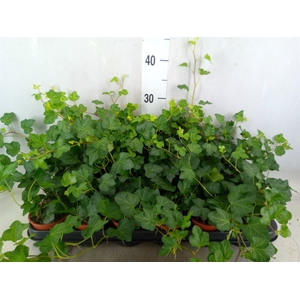 Hedera helix 'Wonder'