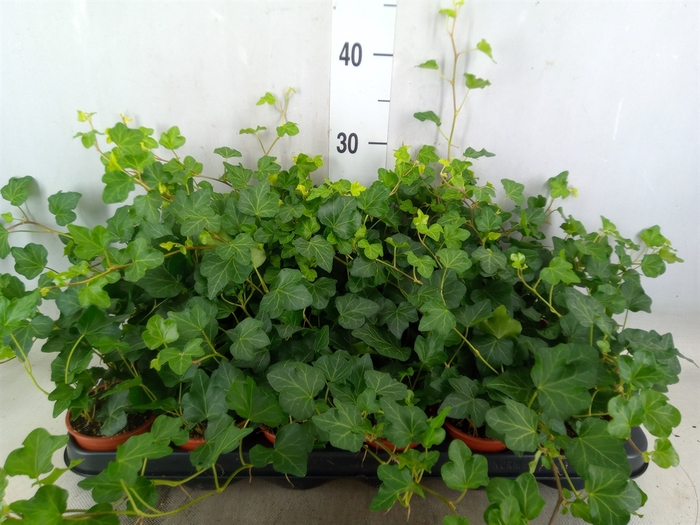 <h4>Hedera helix 'Wonder'</h4>