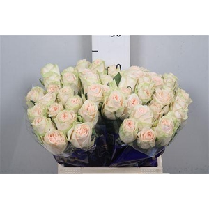 R Gr Wedding Rose
