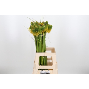 Knip Mag Hap Hallowe