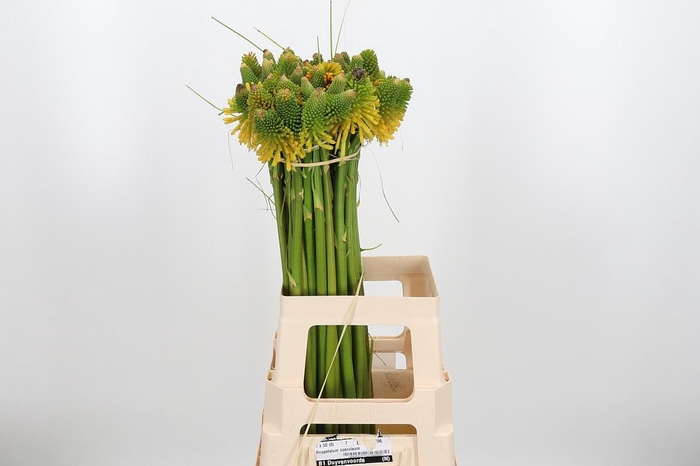 <h4>Knip Mag Hap Hallowe</h4>