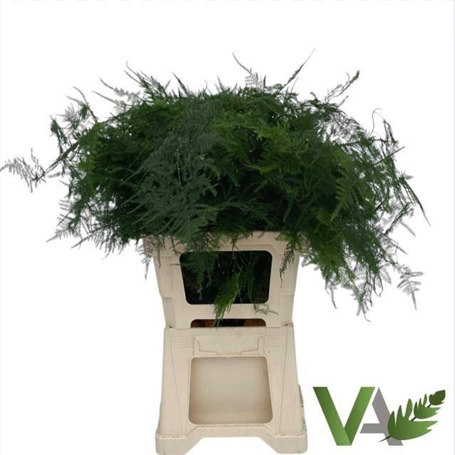 <h4>Asparagus Setaceus</h4>