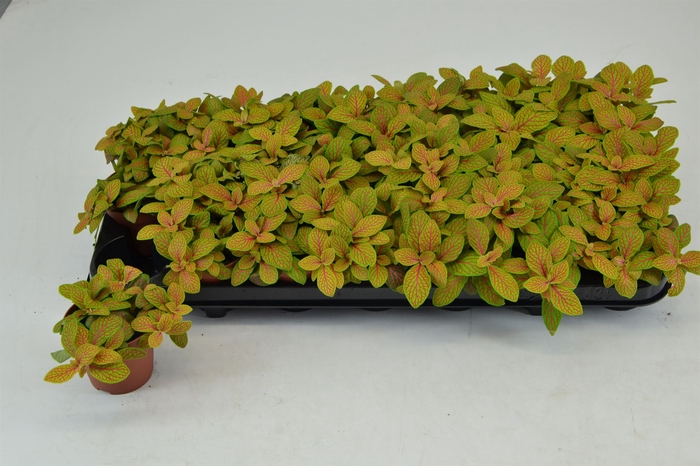 <h4>Fittonia  'Mosaic Skeleton'</h4>