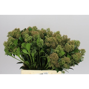 Skimmia J Snow Autumn