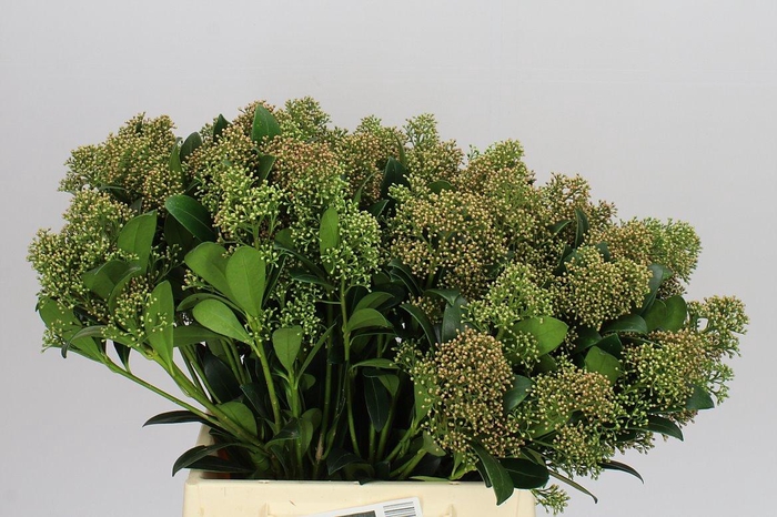 <h4>Skimmia J Snow Autumn</h4>