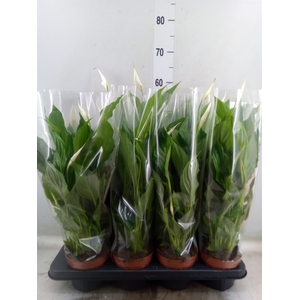 Spathiphyllum  'Strauss'