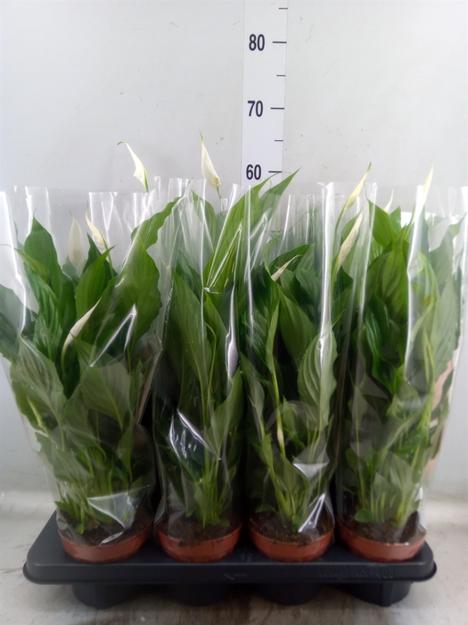 <h4>Spathiphyllum  'Strauss'</h4>