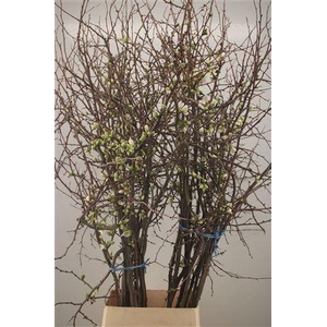 Chaenomeles Japonica White Extra