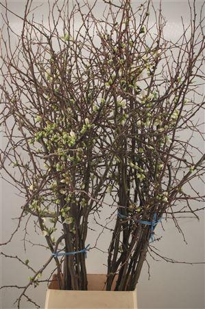 <h4>Chaenomeles Japonica White Extra</h4>