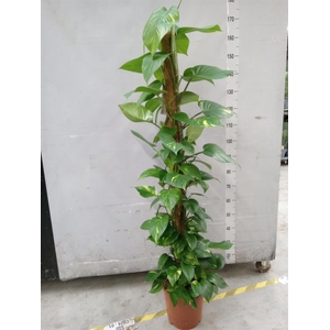 Epipremnum pinn.   ...moss stick