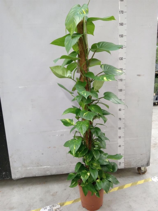 <h4>Epipremnum pinn.   ...moss stick</h4>