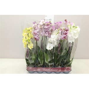 Phal Gemengd 2 Tak 18+