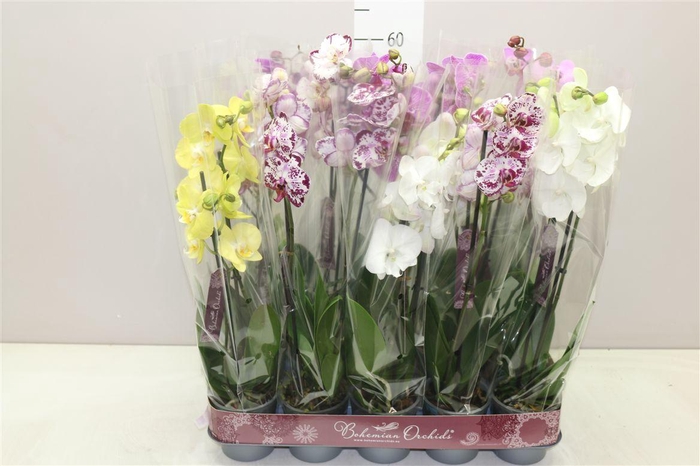 <h4>Phal Gemengd 2 Tak 18+</h4>