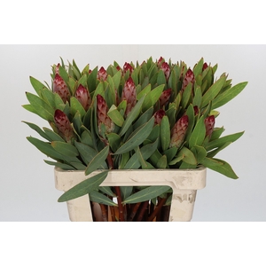 PROTEA ROBIJN