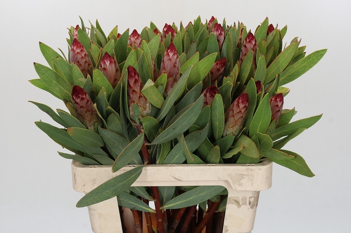 <h4>PROTEA ROBIJN</h4>